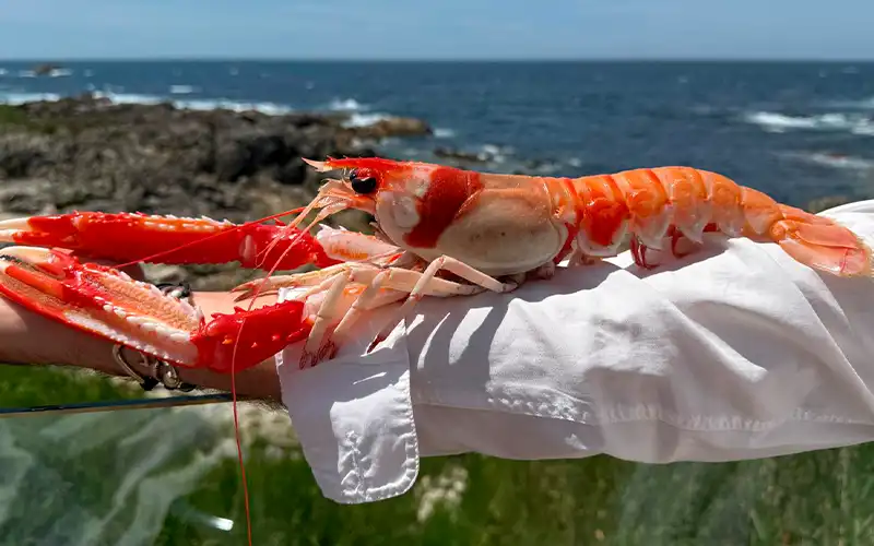 Cigala XXL en Porto dos barcos