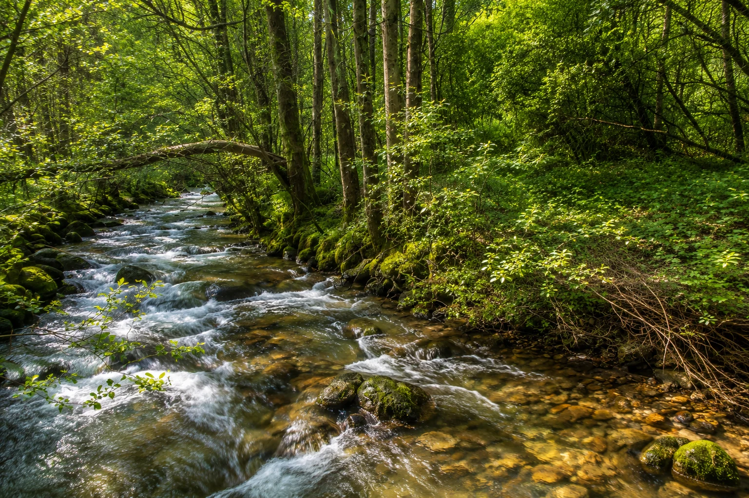 Guía turística de Mos: rutas fluviales y bosques de A Louriña